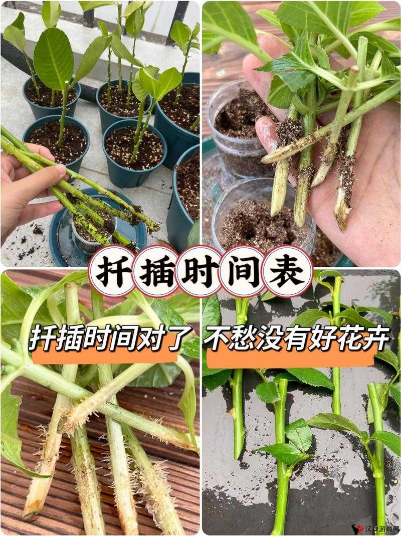 72 种 45 分钟扦插方式嘉善圈:探索植物繁殖新途径