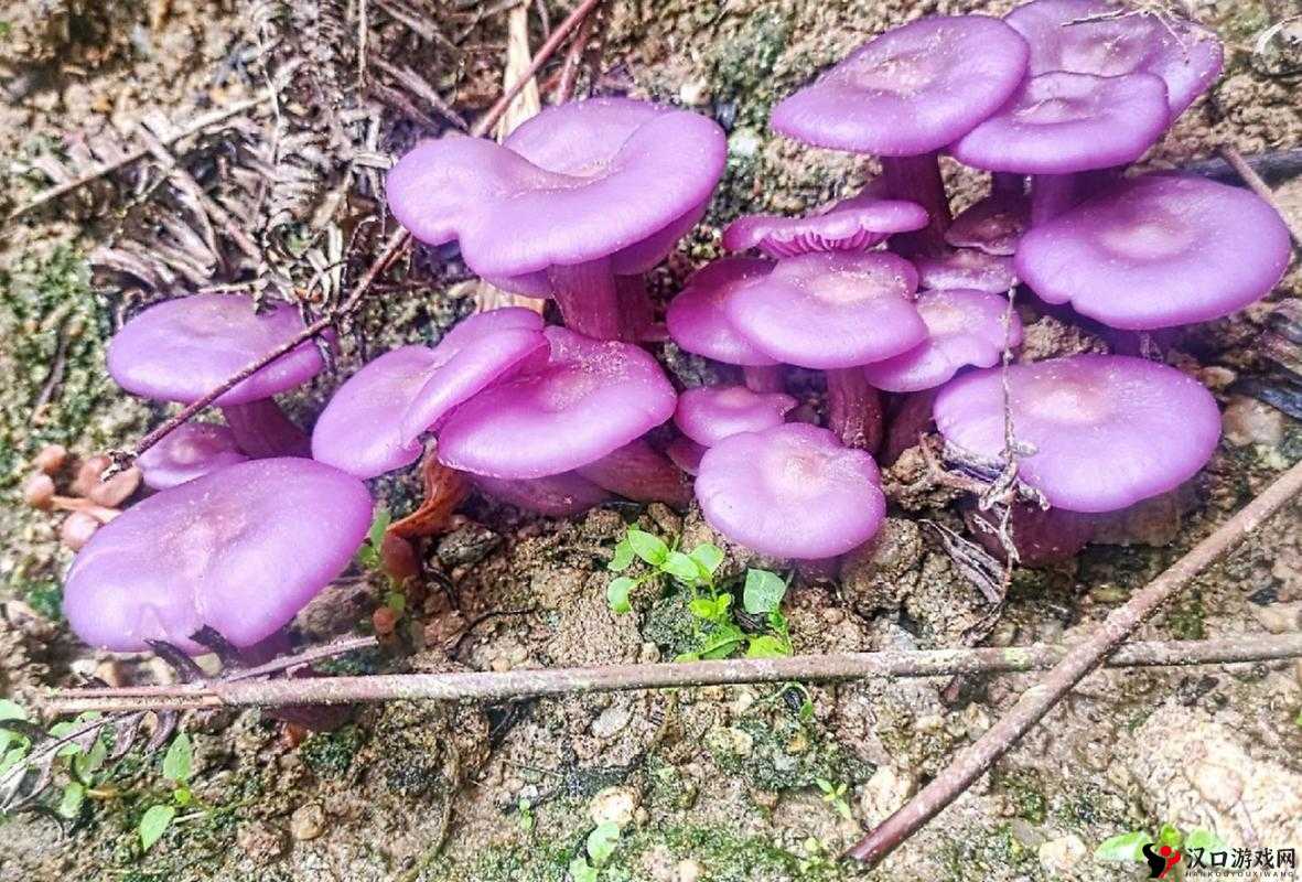 紫色的蘑菇根很粗大能吃吗迟迟不收入-求解疑惑