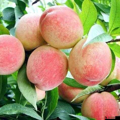 1hhhh 蜜桃 :甜蜜多汁的水果带来无尽的味蕾享受
