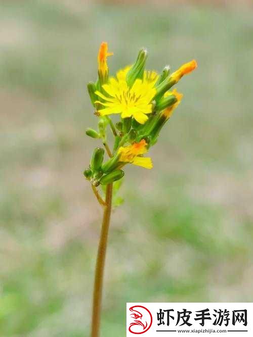 野花在线观看免费高清中文
