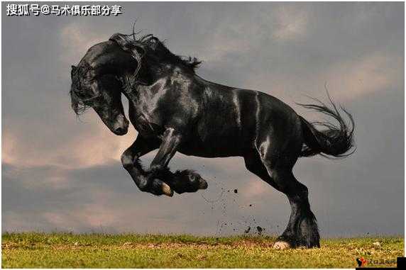 《大漠风云之马奔腾:绝密坐骑资料库揭秘》