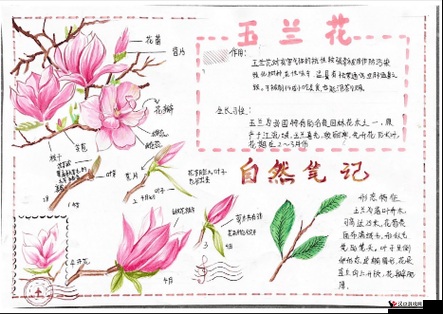 织梦森林花卉研究:探索自然的秘密,品味生活的芳香