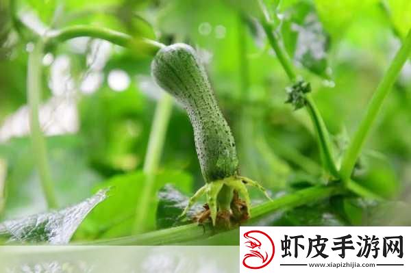 草莓绿巨人丝瓜香蕉黄瓜视频大全