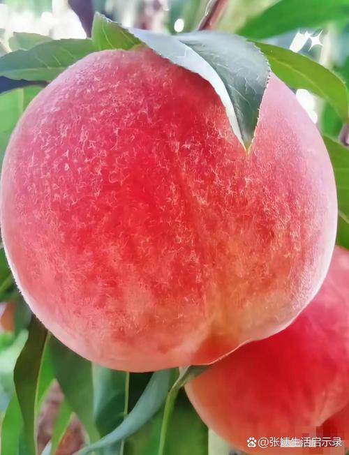 红桃精品