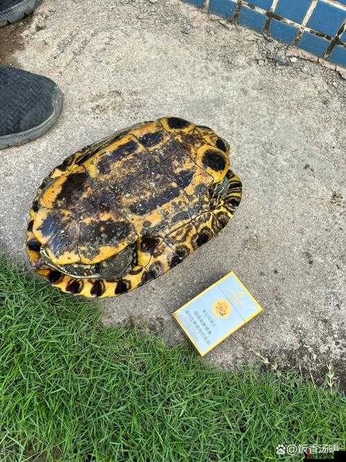 当一只大龟慢慢挺进我的体内,这段诡异旅程彻底颠覆了我的人生!