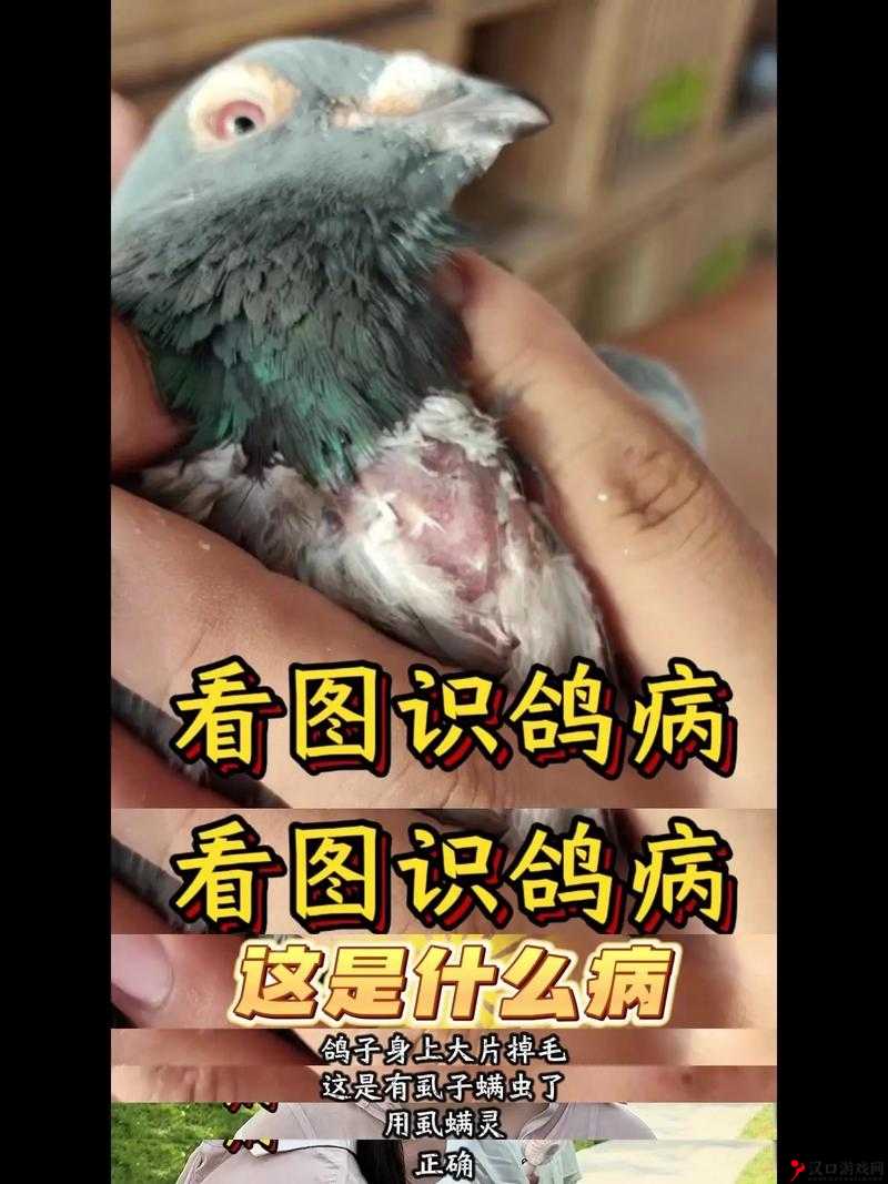 鹅鸭杀鸽子感染深度解析,揭秘感染机制与常见误解
