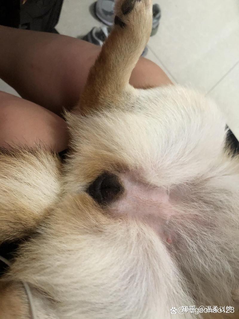 狗狗舔**会感染HPV吗