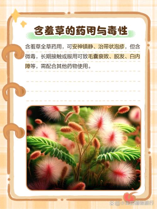含羞草是清清爽爽的