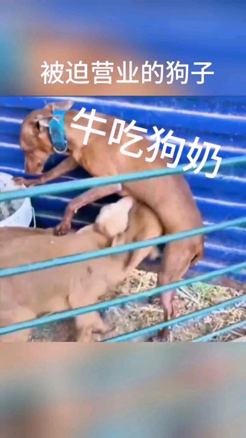 公天天吃我奶躁我