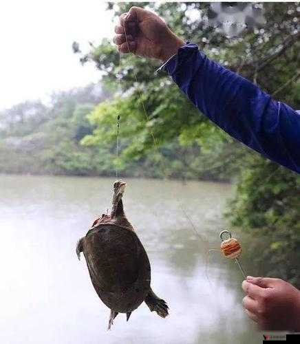 桃源深处有人家怎么钓甲鱼,甲鱼图鉴与钓鱼**