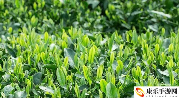 抖音黑茶青茶菊花茶梗意思介绍