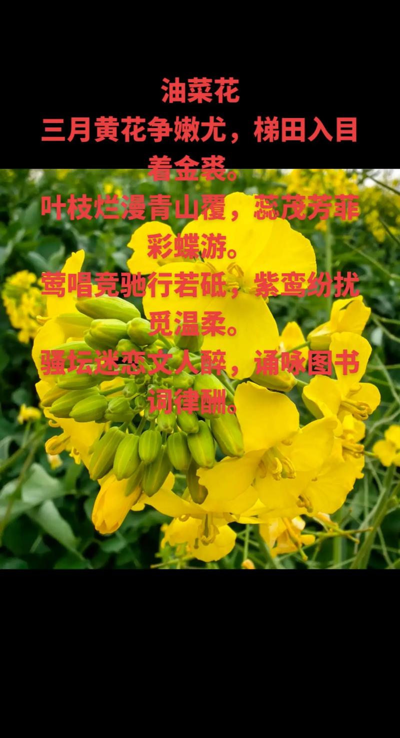 粉岤风情何处寻觅